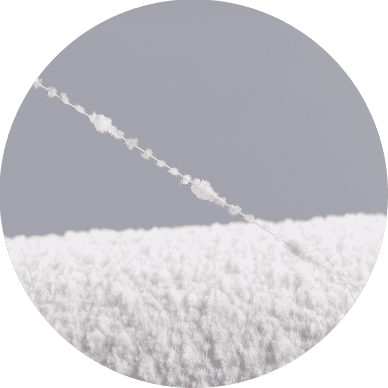 Chrysanthemum නූල්